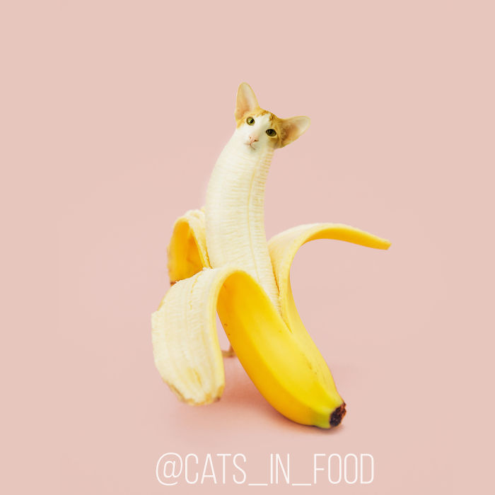 Cats In Food Photoshop