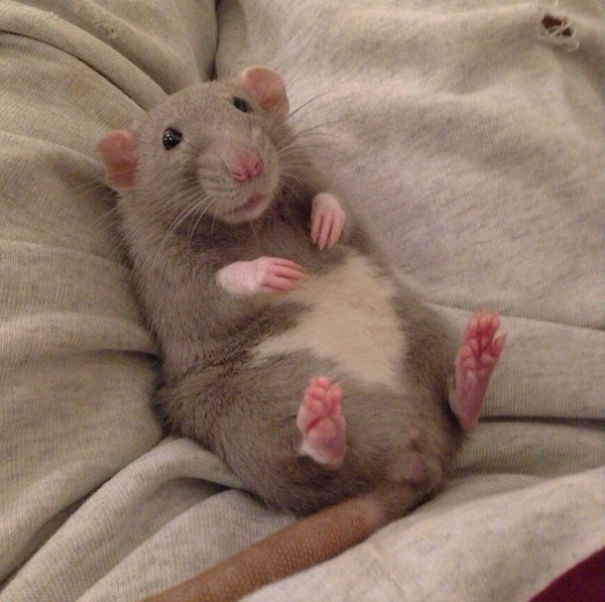 15 Reasons To Adopt A Pet Rat