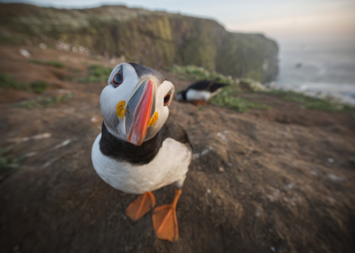 I Captured The Perfect Puffin Portrait, And I Can’t Get Over How Happy The Little Seabird Is About It