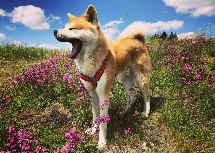 Hiking With An Akita Inu