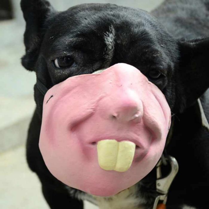 Amazon Is Selling Dog Muzzles That Look Like Human Faces And They&rsquo;re Too Bizarre