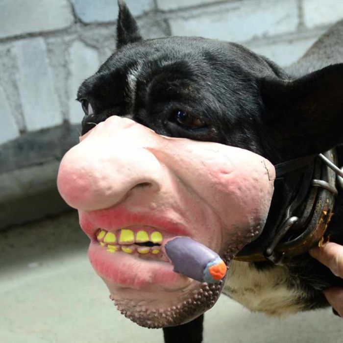 Amazon Is Selling Dog Muzzles That Look Like Human Faces And They&rsquo;re Too Bizarre