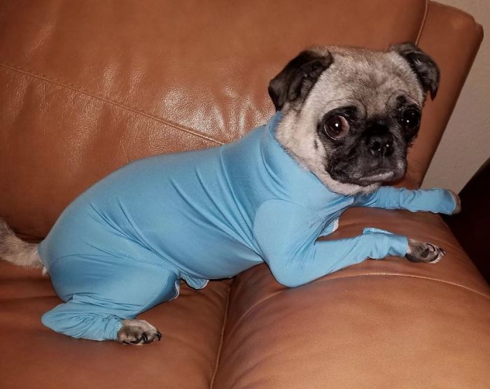Amazon Is Selling Dog Onesies That Protect Your House From Shedding And Helps Reduce Their Anxiety