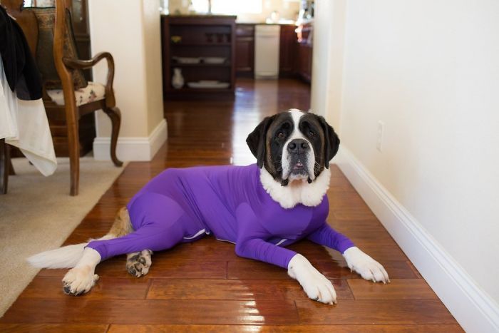 Amazon Is Selling Dog Onesies That Protect Your House From Shedding And Helps Reduce Their Anxiety