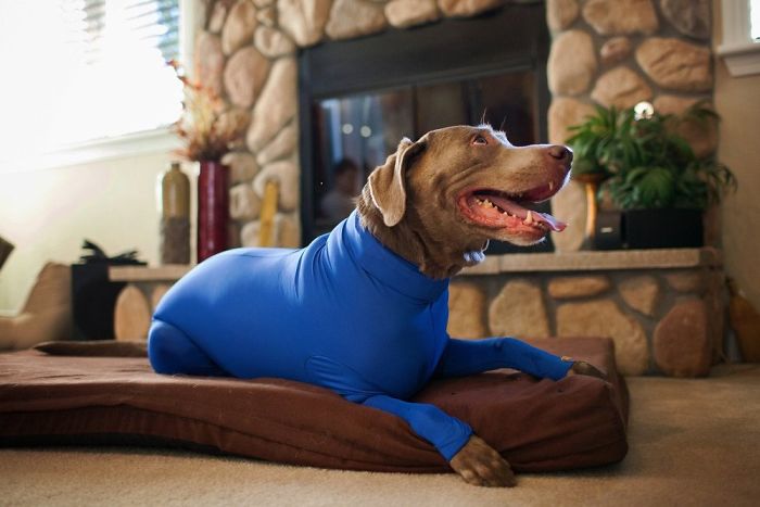 Amazon Is Selling Dog Onesies That Protect Your House From Shedding And Helps Reduce Their Anxiety