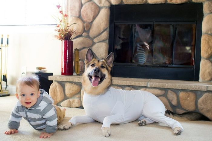 Amazon Is Selling Dog Onesies That Protect Your House From Shedding And Helps Reduce Their Anxiety