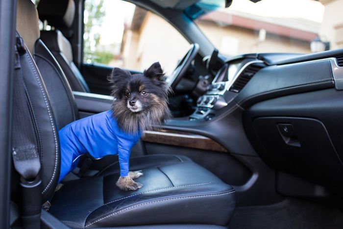 Amazon Is Selling Dog Onesies That Protect Your House From Shedding And Helps Reduce Their Anxiety