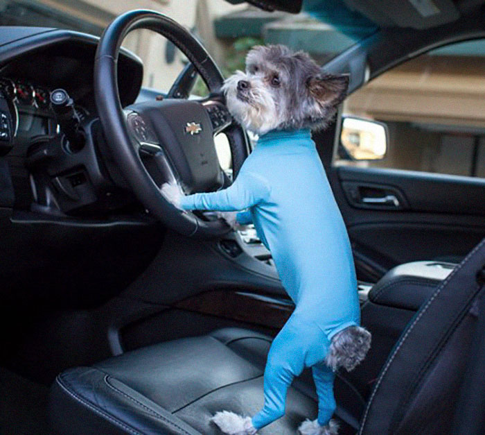 Amazon Is Selling Dog Onesies That Protect Your House From Shedding And Helps Reduce Their Anxiety Amazon Is Selling Dog Onesies That Protect Your House From Shedding And Helps Reduce Their Anxiety