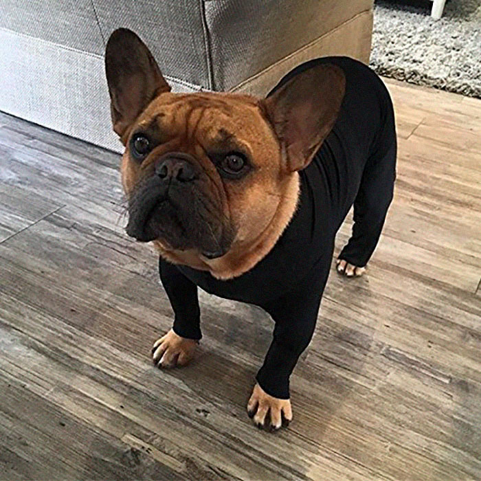 Amazon Is Selling Dog Onesies That Protect Your House From Shedding And Helps Reduce Their Anxiety Amazon Is Selling Dog Onesies That Protect Your House From Shedding And Helps Reduce Their Anxiety