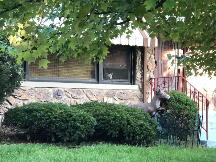 "He Waited There Every Day For 11 Years. I Knew One Day I’ll Come Home And He Won’t Be There" "He Waited There Every Day For 11 Years. I Knew One Day I’ll Come Home And He Won’t Be There"