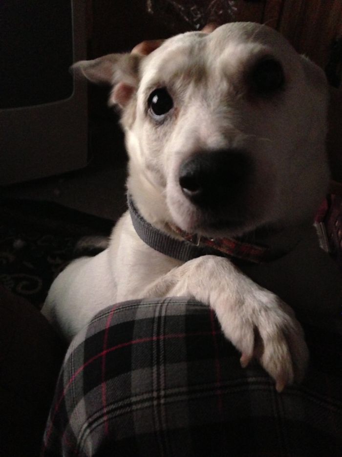 "He Waited There Every Day For 11 Years. I Knew One Day I’ll Come Home And He Won’t Be There" "He Waited There Every Day For 11 Years. I Knew One Day I’ll Come Home And He Won’t Be There"