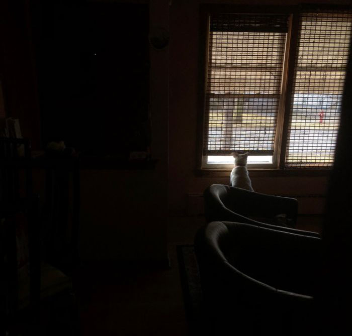 "He Waited There Every Day For 11 Years. I Knew One Day I’ll Come Home And He Won’t Be There" "He Waited There Every Day For 11 Years. I Knew One Day I’ll Come Home And He Won’t Be There"