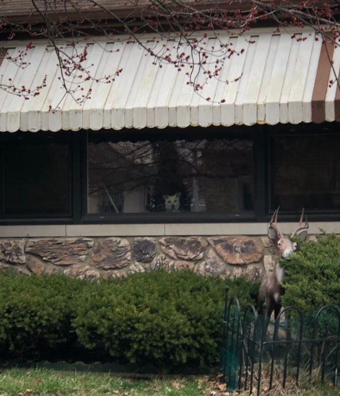 "He Waited There Every Day For 11 Years. I Knew One Day I’ll Come Home And He Won’t Be There" "He Waited There Every Day For 11 Years. I Knew One Day I’ll Come Home And He Won’t Be There"