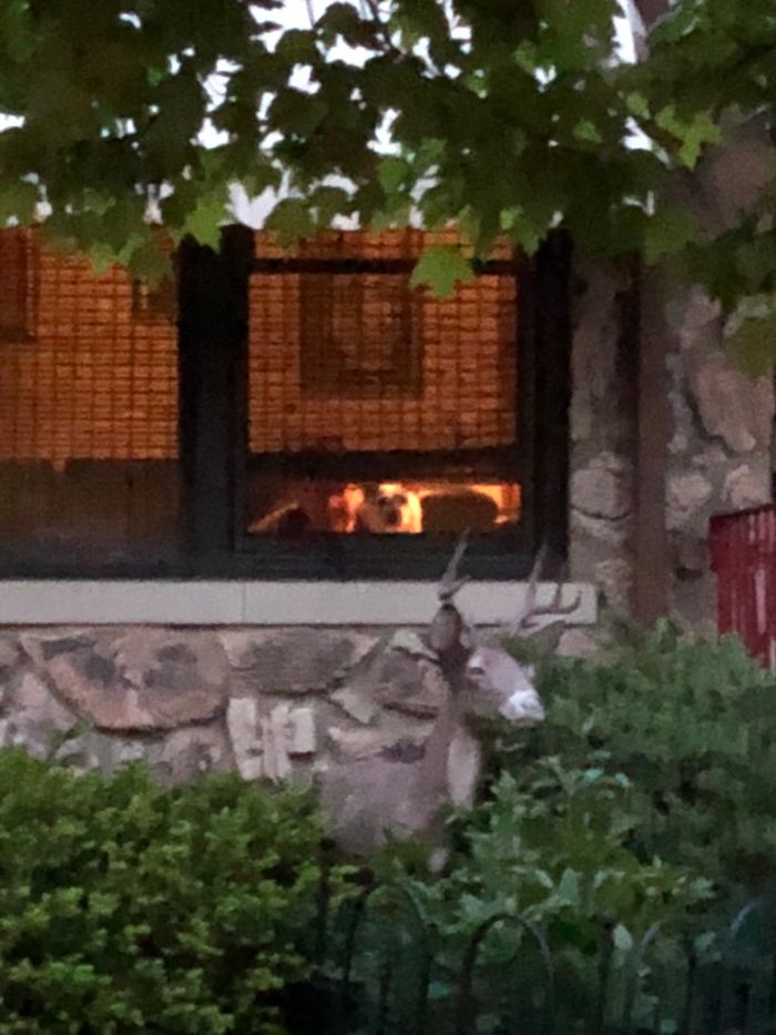 "He Waited There Every Day For 11 Years. I Knew One Day I’ll Come Home And He Won’t Be There" "He Waited There Every Day For 11 Years. I Knew One Day I’ll Come Home And He Won’t Be There"