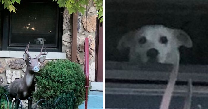 “He Waited There Every Day For 11 Years. I Knew One Day I’ll Come Home And He Won’t Be There”“He Waited There Every Day For 11 Years. I Knew One Day I’ll Come Home And He Won’t Be There”