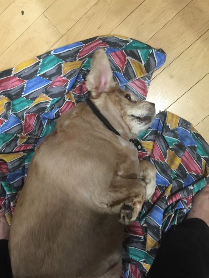 Least-Flattering-Pets