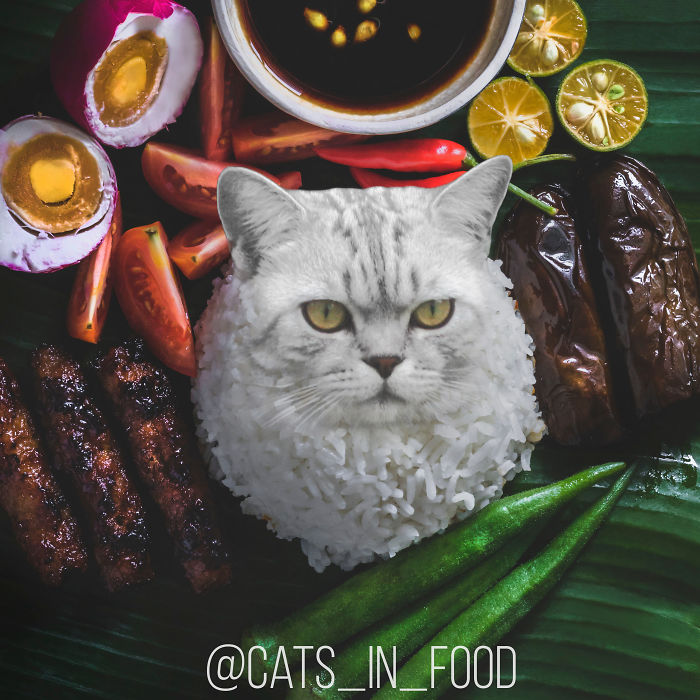 Cats In Food Photoshop
