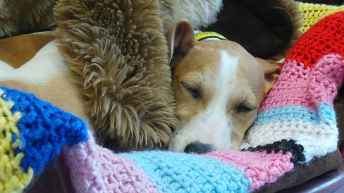 89-Year-Old Woman Has Knitted 450 Blankets For Shelter Dogs, And It's Adorable 89-Year-Old Woman Has Knitted 450 Blankets For Shelter Dogs, And It's Adorable