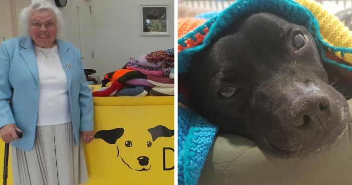 89-Year-Old Woman Has Knitted 450 Blankets For Shelter Dogs, And It’s Adorable