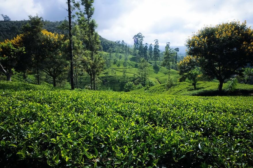 Mattekelle Estate, Talawakelle