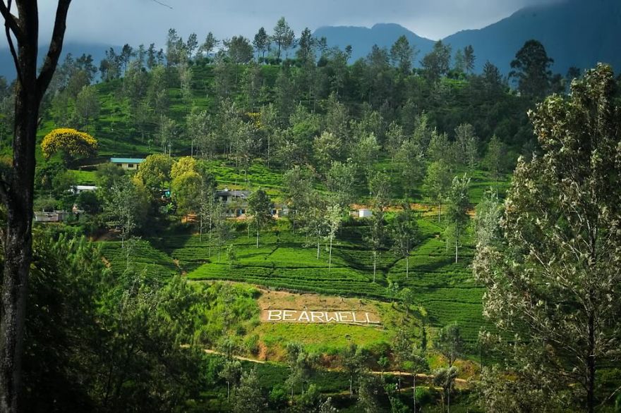 Bearwell Estate, Talwakelle