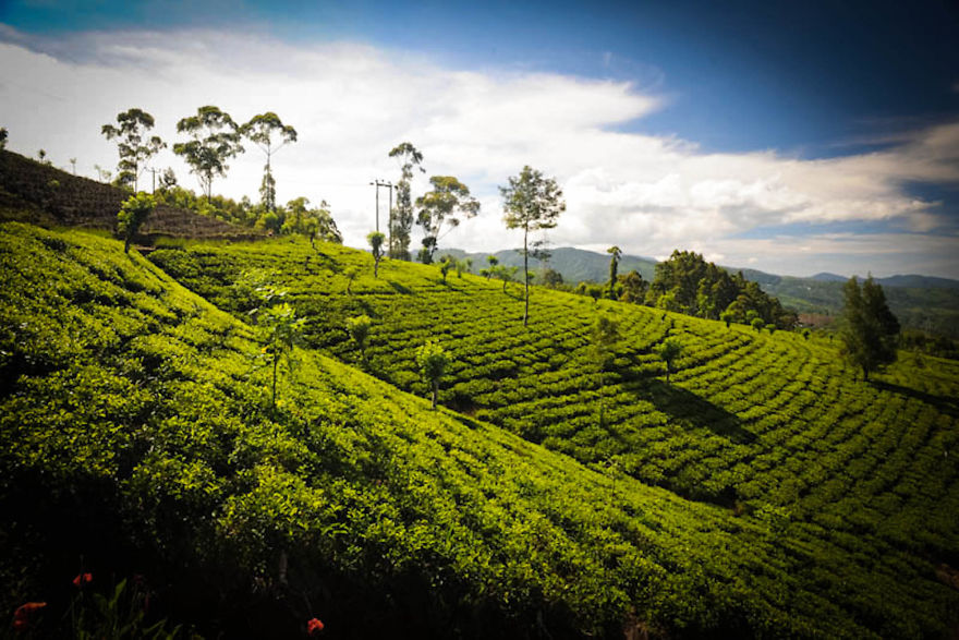 Clarendon Estate, Nanuoya