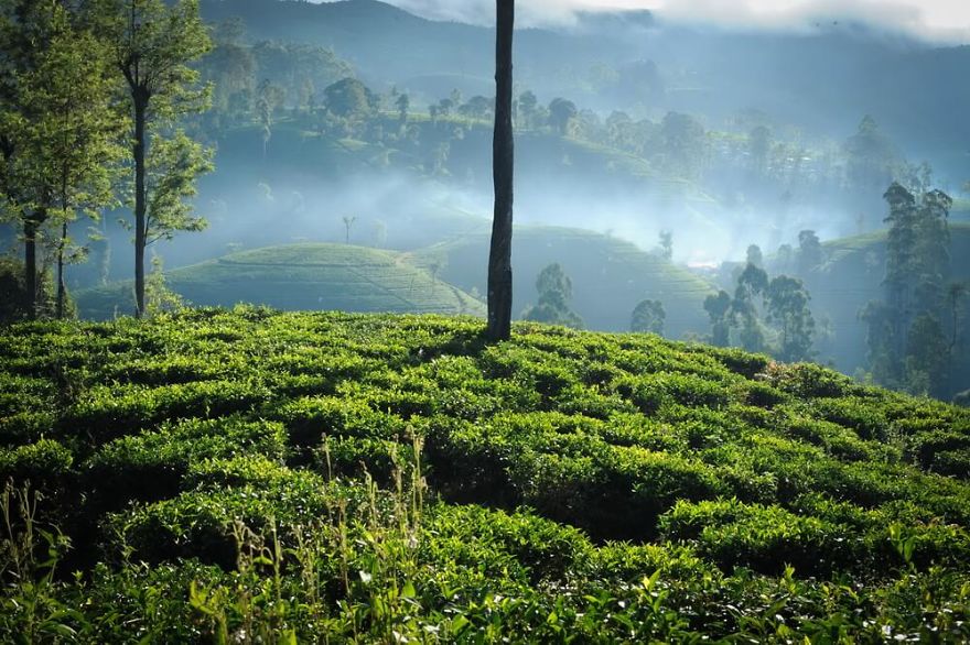 Шри ланская. Нувара Элия чайные фабрики. Чайная фабрика Шри Ланка. Нувара Элия Шри. Шри Ланка чайные плантации.