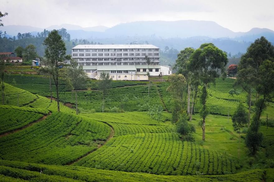 Great Western Estate, Dimbula