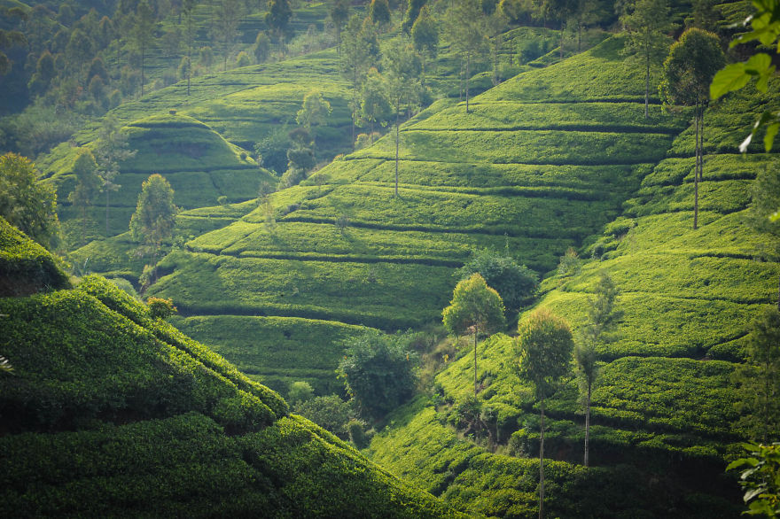 Maha Eliya Estate (Calsay), Nanu Oya