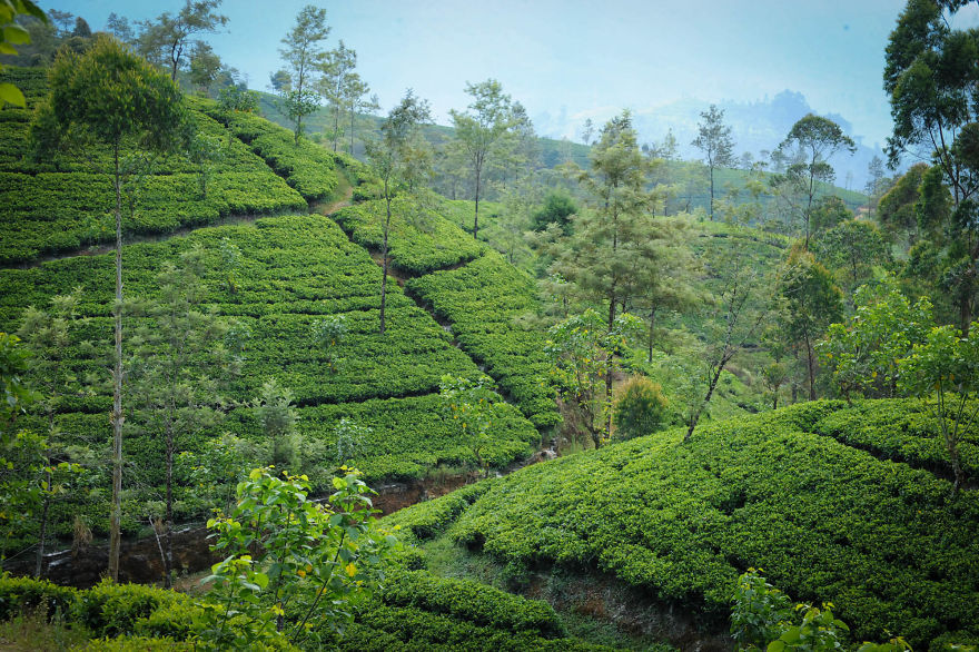 Queensberry Estate, Nawalapitiya And Talawakelle