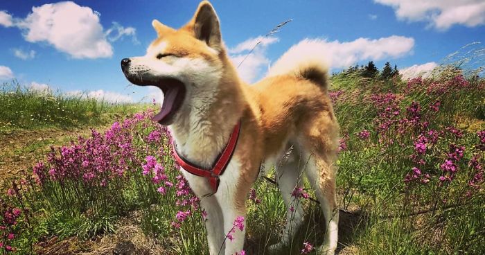 Hiking With An Akita Inu