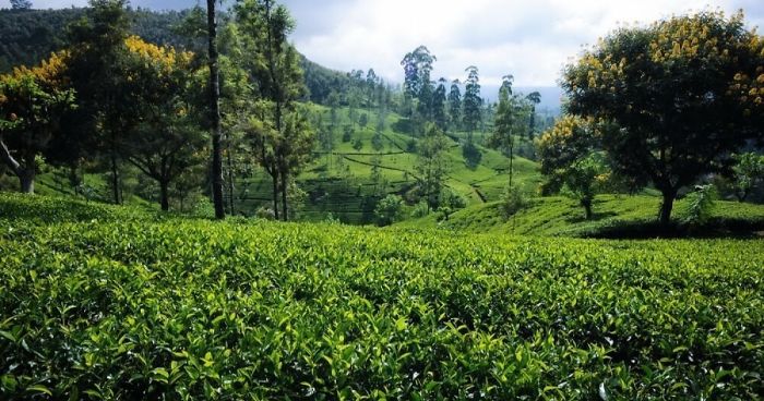 I Capture Breathtaking Tea Estates Of Sri Lanka