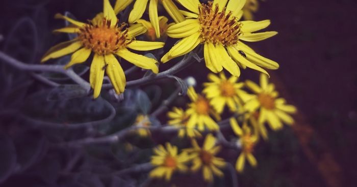 Sharing Beautiful Macro Flowers