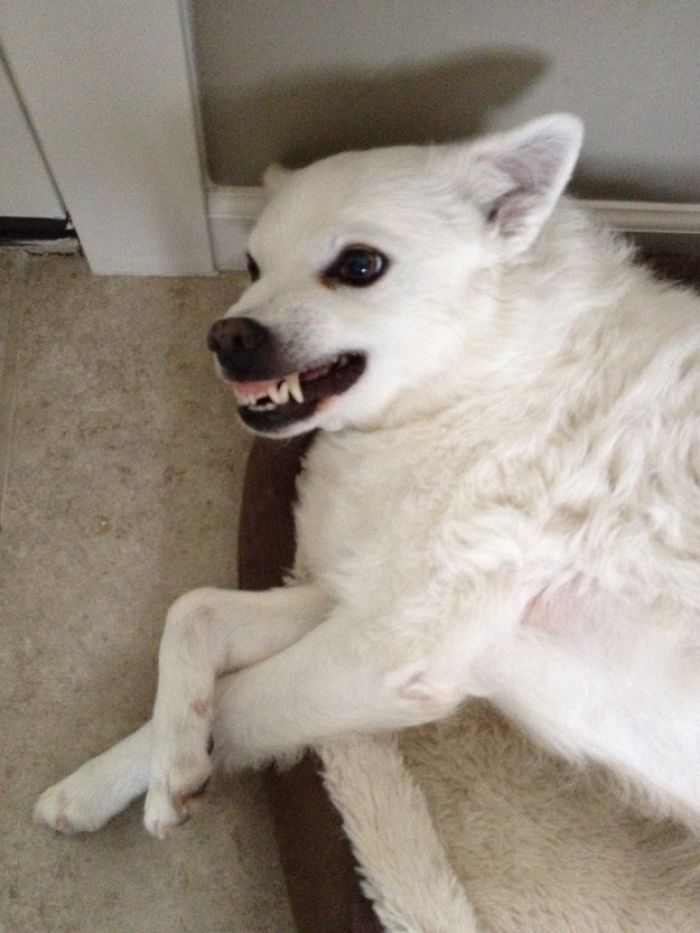 Least-Flattering-Pets