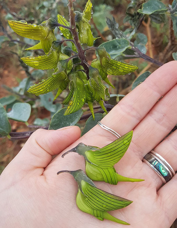 This Flower’s Petals Look Like Hummingbirds This Flower’s Petals Look Like Hummingbirds