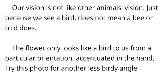 This Flower’s Petals Look Like Hummingbirds This Flower’s Petals Look Like Hummingbirds