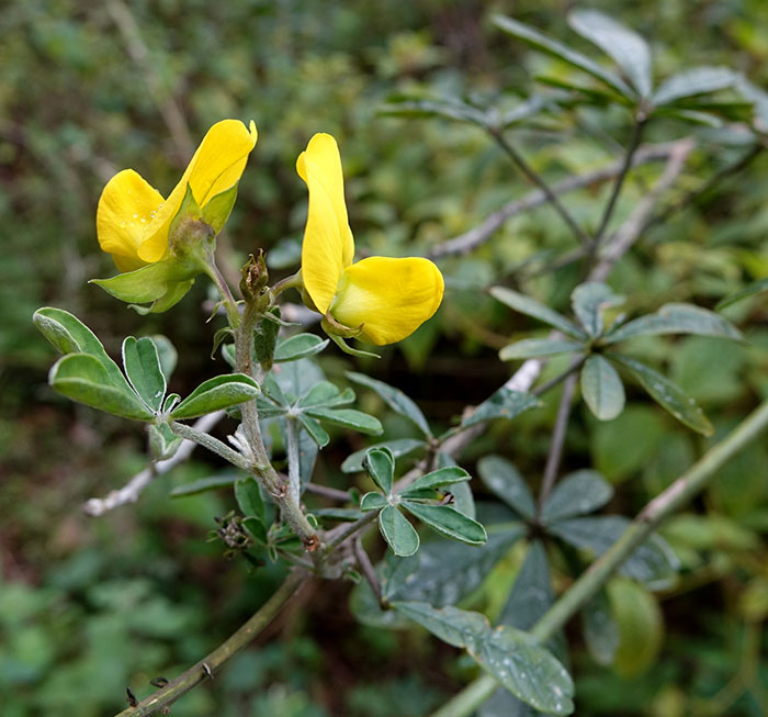 This Flower’s Petals Look Like Hummingbirds This Flower’s Petals Look Like Hummingbirds