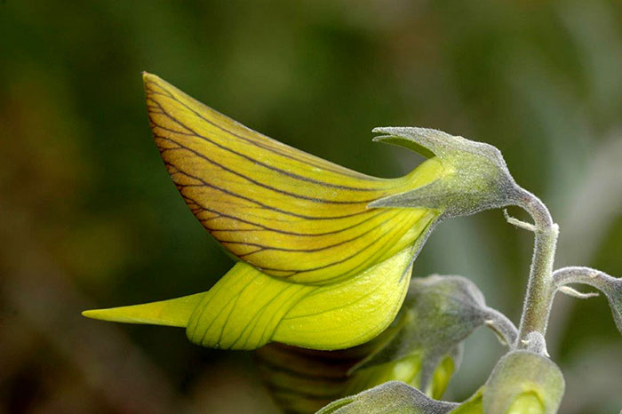 This Flower’s Petals Look Like Hummingbirds This Flower’s Petals Look Like Hummingbirds