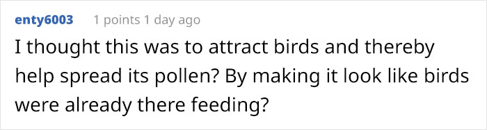 This Flower’s Petals Look Like Hummingbirds