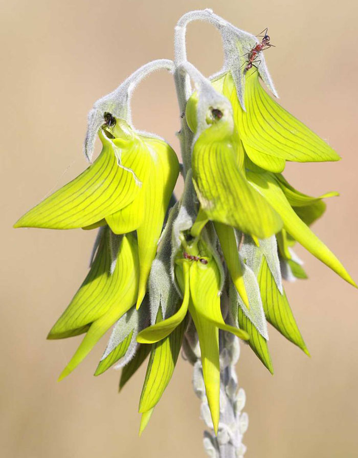 This Flower’s Petals Look Like Hummingbirds This Flower’s Petals Look Like Hummingbirds