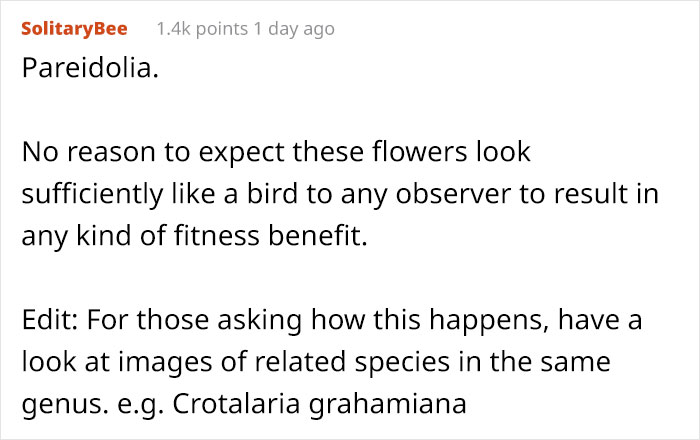 This Flower’s Petals Look Like Hummingbirds