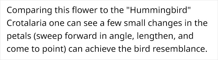 This Flower’s Petals Look Like Hummingbirds This Flower’s Petals Look Like Hummingbirds