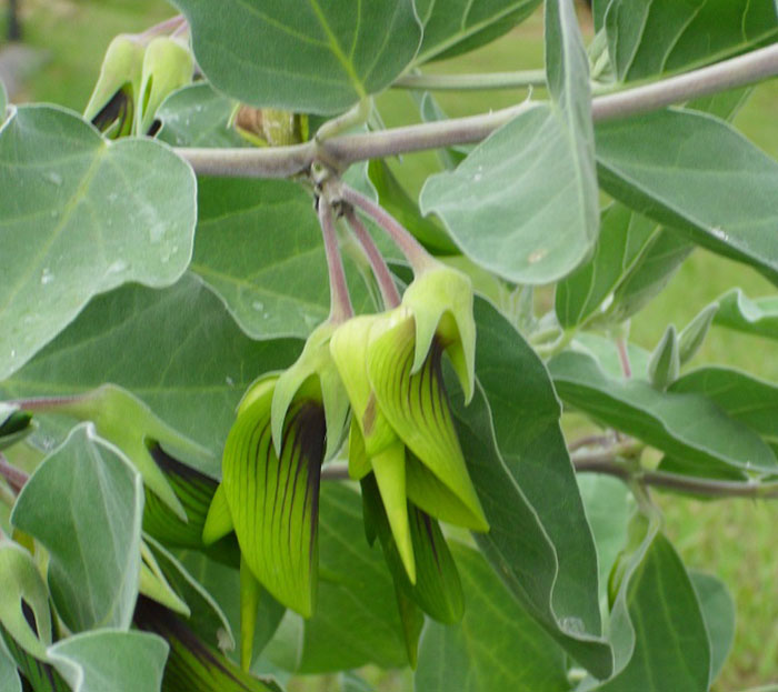 This Flower’s Petals Look Like Hummingbirds This Flower’s Petals Look Like Hummingbirds