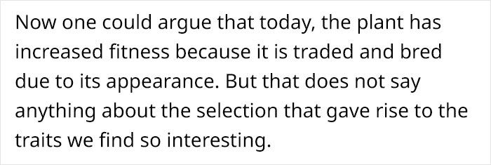 This Flower’s Petals Look Like Hummingbirds