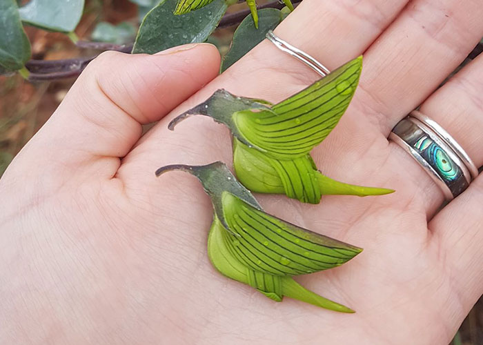 Los pétalos de esta flor parecen colibríes