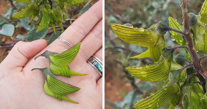 This Flower’s Petals Look Like Hummingbirds