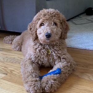 alisonreddick avatar