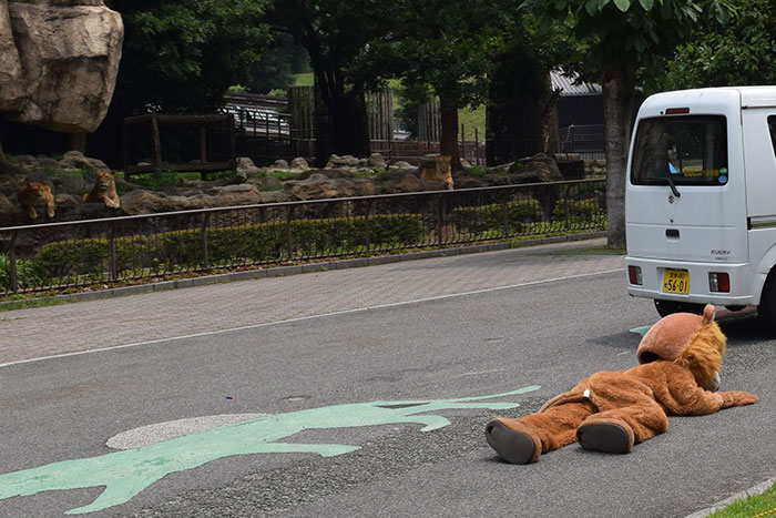 Japanese Zoo Escape Drill Goes Viral And People Are Laughing At The Real Lions' Reaction