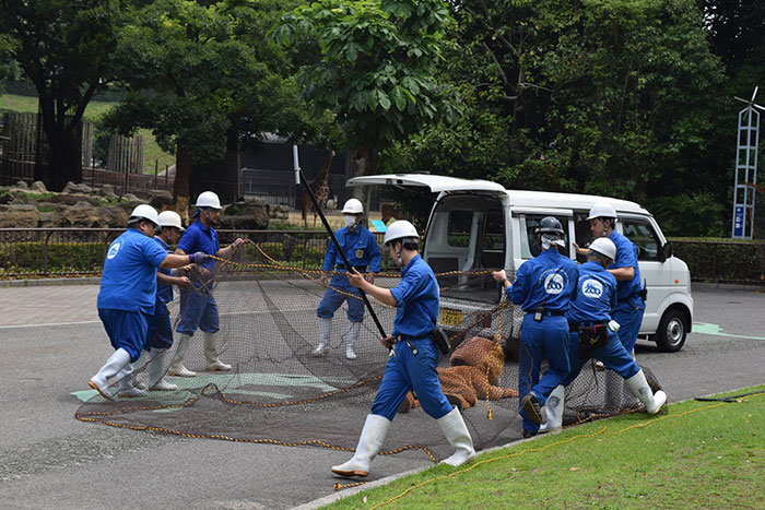 Japanese Zoo Escape Drill Goes Viral And People Are Laughing At The Real Lions' Reaction