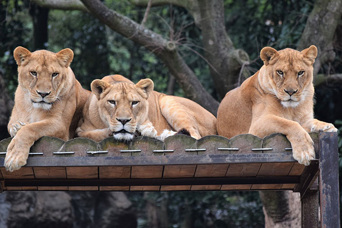 Japanese Zoo Escape Drill Goes Viral And People Are Laughing At The Real Lions' Reaction Japanese Zoo Escape Drill Goes Viral And People Are Laughing At The Real Lions' Reaction